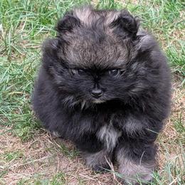 Amber - Wolf sable female Pomeranian puppy in Scio, Oregon from Mac Daddy Poms