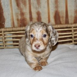 Dachshund Puppies from Rustic Bark Page's Dachshunds