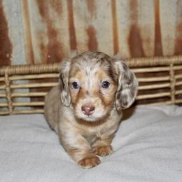 Dachshund Puppies from Rustic Bark Page's Dachshunds