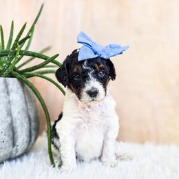 Scout - Black and white female Bernedoodle puppy in Gaylord, Michigan from Dog Mom Co. Doodles