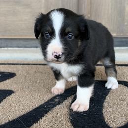 Stripe - Black tri male Miniature Australian Shepherd puppy in Happy, Texas from Happy Little Aussies