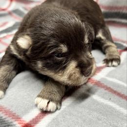 Boy 1 Liver Tan - Liver male Miniature Schnauzer puppy in Boaz, Alabama from Sweet Home Schnauzers