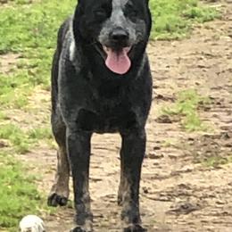 Australian Cattle Dogs from Alpine Creek Ranch L.L.C.