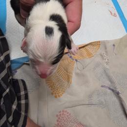Maverick - White and black male Pembroke Welsh Corgi puppy in Atascadero, California from California Corgis and Kunes