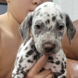 Dalmatian Puppies from RMS Dalmatians