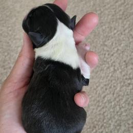 Agnes - Black brindle and white female Boston Terrier puppy in Yakima, Washington from Bostons of Central Washington