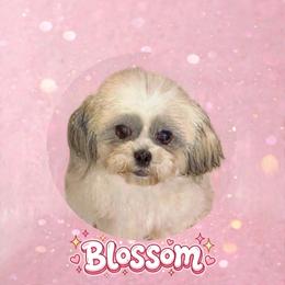 Blossom - Shichon