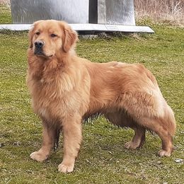 Morrie - Golden Retriever