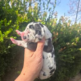 Lady Mary - Harlequin female Great Dane puppy in Granby, Missouri from HCR Great Danes
