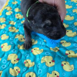 Eric - Black and tan male German Shepherd puppy in Berry, Alabama from Whisper Gray