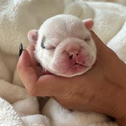 August - White and fawn male French Bulldog puppy in Pittsburgh, Pennsylvania from Muddy Creek Frenchies