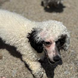 Maybelline - Poodle