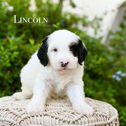 Lincoln - Tri-color male Bernedoodle puppy in Tucson, Arizona from Sun Valley Goldendoodles