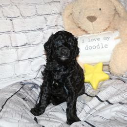 Yellow "Irving" - Black Labradoodle puppy in Las Vegas, Nevada from Patriot Labradoodles
