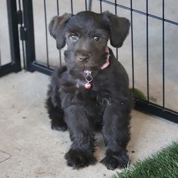 Girl 1 - female Miniature Schnauzer puppy in Pensacola, Florida from Reservoir Dogs