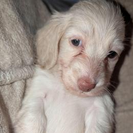Daisy - Cream female Dachshund puppy in Unadilla, Georgia from Hamsley's Puppy Palace