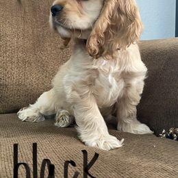 Boy 1 - Cocker Spaniel puppy in Brownsville, Texas from Carino's Cocker Kennel