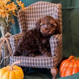 Cinnamon - Sable female Poodle puppy in Caldwell, Idaho from Leila Pearson