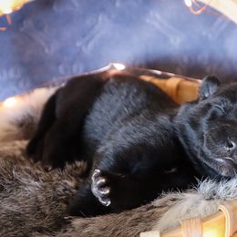 Nessie - Black female Belgian Sheepdog puppy in Guntersville, Alabama from Ozma Belgians