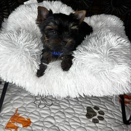 Blue Boy READY NOW - Black and tan male Yorkshire Terrier puppy in Cornelia, Georgia from Kruz Kennels