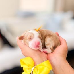 Bingo - Brown and white female Bernedoodle puppy in Ontario, California from Teddy Doodles & Standard Poodles