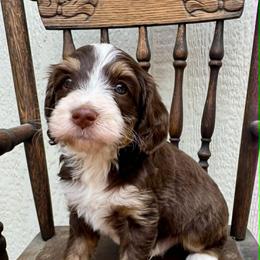 Moose Tracks (Moose) - Tri-color male Bernedoodle puppy in Hendersonville, North Carolina from Kim's Cove