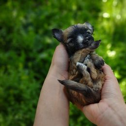 Companion Cross, Havanese, Mal-Shi, Maltese, Maltipoo, Morkie, and Shih Tzu Puppies from Seeking Shalom Acres Maltese, Maltipoos & Havamalts