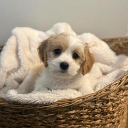 Charlotte - Blenheim female Cavachon puppy in Grottoes, Virginia from Wendy’s Maltese & Cavamalts of Virginia