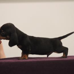 Onyx - Black and tan male Dachshund puppy in Okeechobee, Florida from Far Far Away Dachshunds
