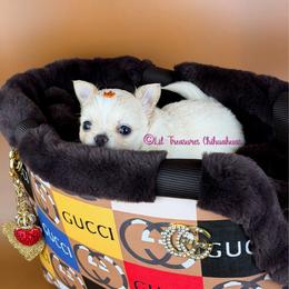Sparrow - Cream and white male Chihuahua puppy in Anderson, South Carolina from Lil Treasures Chihuahuas