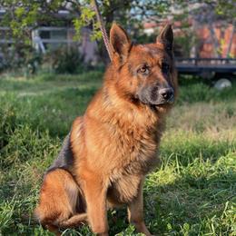 Tarzan - German Shepherd
