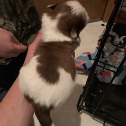 Shih Tzu Puppies from Dorothy Agrippino's Shih Tzus