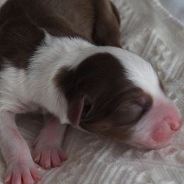 Ramen - Red tri-color male Australian Shepherd puppy in Coatesville, Pennsylvania from Little Acre Aussies