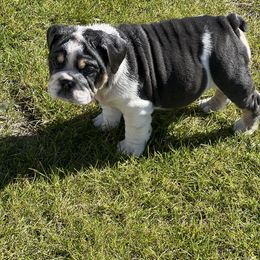 Panda Bear - Blue tri-color female Bulldog puppy in Tremonton, Utah from Snuggle Pups