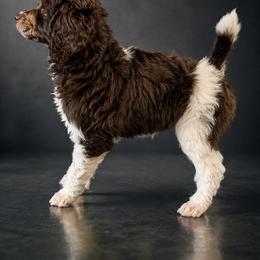Sonny - Parti male Poodle puppy in Washington, Pennsylvania from Patriotic Poodles