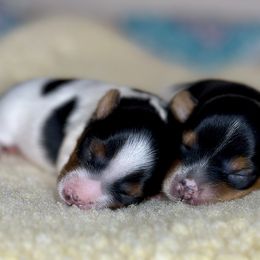 Biewer Terriers from Von Edelweiss Biewer Terriers