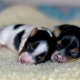 Biewer Terriers from Von Edelweiss Biewer Terriers