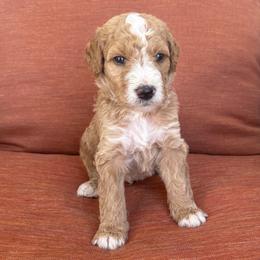 Jack - Red male Bernedoodle puppy in Springville, Utah from Oodles of Bernedoodles
