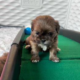 Chilli - female Shih Tzu puppy in Kettering, Ohio from The Ruff Life Tribe