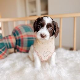 Lord - 12 Days of Christmas - Chocolate male Goldendoodle puppy in Syracuse, Indiana from The Doodle Cove