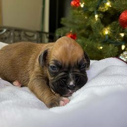 Boxer Puppies from Triple W Boxers