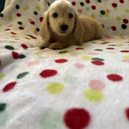 Butters - 4200 - Cream male Dachshund puppy in Deland, Florida from Island Farms Dachshunds Florida