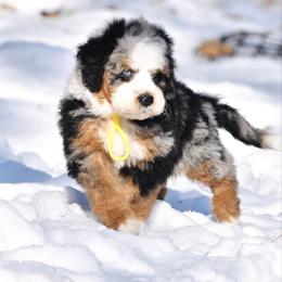 Yellow boy - Merle male Bernedoodle puppy in Waukesha, Wisconsin from Bernedoodle Boutique (and Cavapoos)