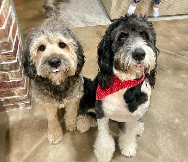 G&G’s Bernedoodles in Oklahoma Bernedoodle puppies Good Dog