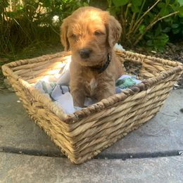 Goldendoodle Puppies from Doodle Devotion