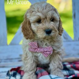 Mr Green - Cream male Goldendoodle puppy in South Jordan, Utah from JD Goldendoodles