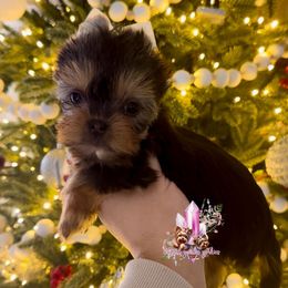 Tiny Citrine (Mini Shop and Hocus Pocus Lineage) - Black and tan female Yorkshire Terrier puppy in Pittsburg, California from Crystal Garden Yorkies