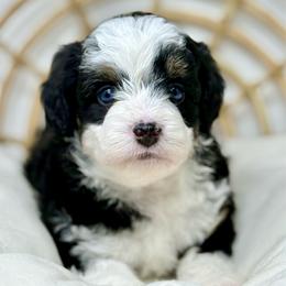 Sunny - Black tri-color female Aussiedoodle puppy in Sterling, Colorado from North 40 Doodles