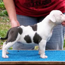 American Bully Puppies from Bolt Action Kennel