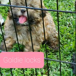 Russian Tsvetnaya Bolonka and Shih Tzu Puppies from Pink Lotus Kennels